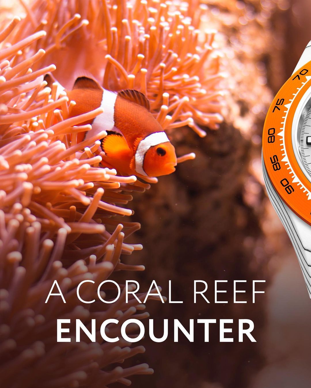 CarboQuartz Rolex Daytona DiW OCELLARIS 石英纤维劳力士 DiW迪通拿 | WORLDTIMER